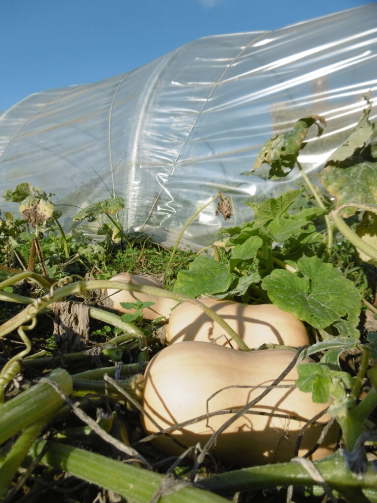 butternut veld bio pompoen biogroenten zwevegem kortrijk waregem
